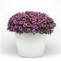 Beats™ Purple+White Verbena