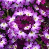 Beats™ Blue+White Verbena