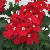 Blues™ Red Verbena