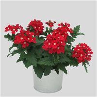 Blues™ Red Verbena
