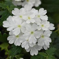 Blues™ White Verbena