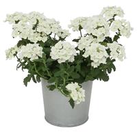 Blues™ White Verbena