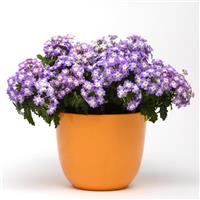 Blues™ Lavender+Eye Verbena