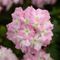 Blues™ Light Pink+Eye Verbena