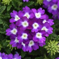 Blues™ Violet+Eye Verbena