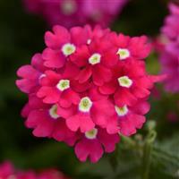 Blues™ Magenta+Eye Verbena