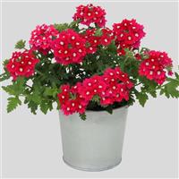 Blues™ Magenta+Eye Verbena