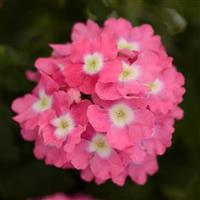 Blues™ Rose+Eye Verbena