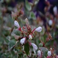 Abelia Bella Donna