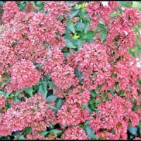 Abelia Raspberry Profusion