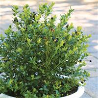 Blueberry Glaze<sup>®</sup> Blueberry