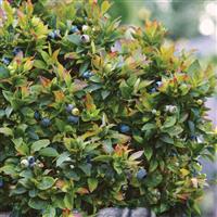 Jelly Bean<sup>®</sup> Blueberry