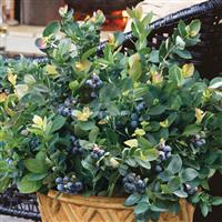 Peach Sorbet<sup>®</sup> Blueberry