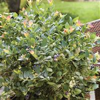 Pink Icing<sup>®</sup> Blueberry