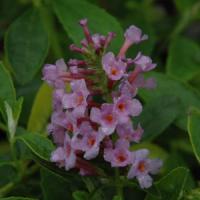 Buddleia Flutterby<sup>®</sup> Peace