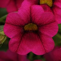 Isabells Rose Calibrachoa