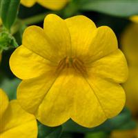 Isabells Deep Yellow Calibrachoa