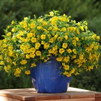 Isabells Deep Yellow Calibrachoa