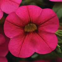 Isabells Hot Pink Calibrachoa