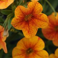 Isabells Terracotta Calibrachoa