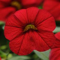 Isabells Bright Red Calibrachoa