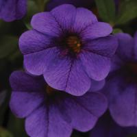 Isabells Deep Blue Calibrachoa