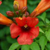 Campsis Summer Jazz™ Fire