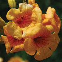 Campsis Summer Jazz™ Gold