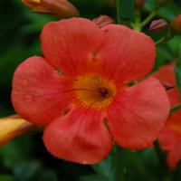 Campsis Summer Jazz™ Tangerine