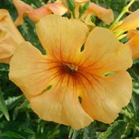 Campsis Summer Jazz™ Sunrise Gold