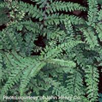 Fern Athyrium filix-femina Lady