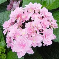 Hydrangea macrophylla Rosy Splendor