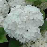 Hydrangea macrophylla Snow Storm