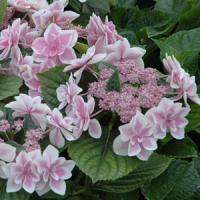 Hydrangea macrophylla Star Gazer