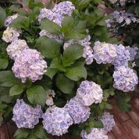 Hydrangea macrophylla Wedding Ring