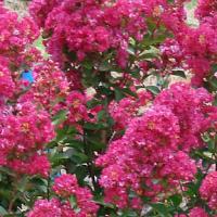 Lagerstroemia Enduring Summer Fuchsia