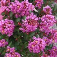 Lagerstroemia Enduring Summer Lavender