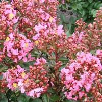 Lagerstroemia Enduring Summer Pink