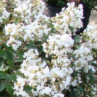 Lagerstroemia Enduring Summer White