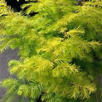 Metasequoia Amber Glow