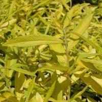 Salix Golden Sunshine