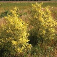 Salix Golden Sunshine