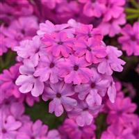 Firehouse™ Light Pink Verbena