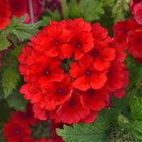 Firehouse™ Red 26 Verbena