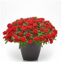 Firehouse™ Red 26 Verbena