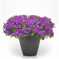 Firehouse™ Violet Wink 26 Verbena