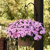 Solarscape<sup>®</sup> XL Lilac Spark Interspecific Impatiens