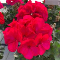 Super Moon™ Violet Zonal Geranium