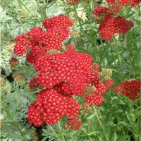 Achillea millefolium Red Velvet
