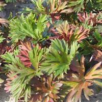 Aconitum carmichaelii Royal Flush